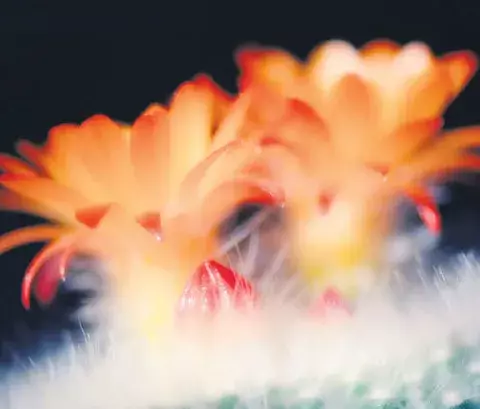 Cactus , una especie de planta singular y exótica 