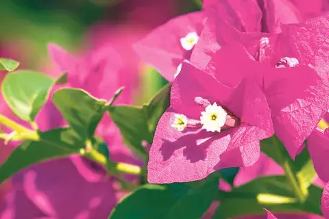    También  es conocida como  flor o enredadera de papel  