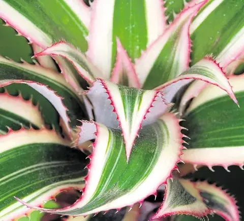 La bromelia, una planta ideal para interiores 