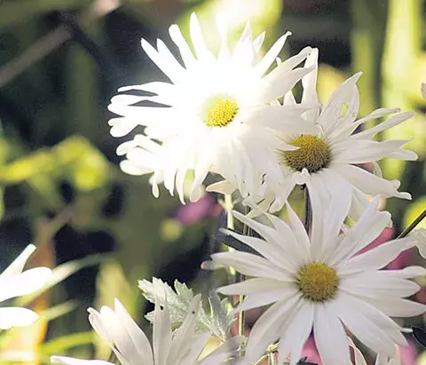   ¿Me quiere o no me quiere? El misterio de las margaritas 