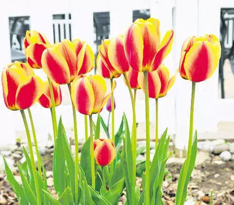 La belleza de un tulipán... 