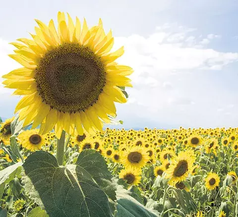 El girasol, una planta radiante que ilumina y embellece su hogar 
