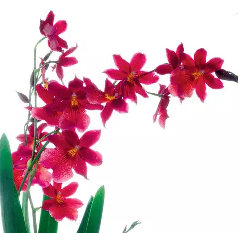Orquídeas, joyas de la naturaleza 