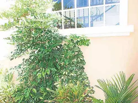 De plantas, flores y el cantar de los pájaros 