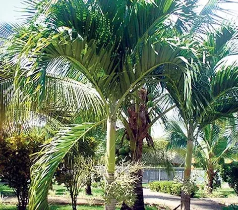 Palmeras  y jardines, una combinación  exótica y real  