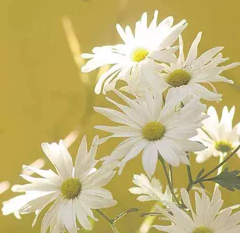 Flores y más flores... 