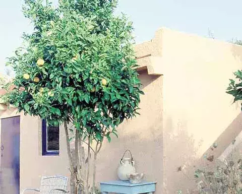 Frutas que "deleitan" su paladar... 