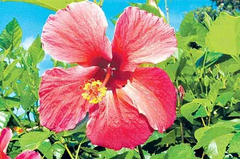 El emblemático papo, una planta ideal para cultivar 
