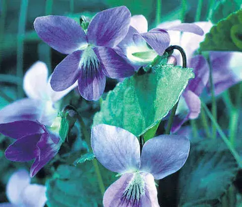 La alegre y vistosa violeta africana 