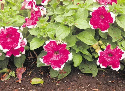 Planta ideal para cultivar en cualquier espacio 