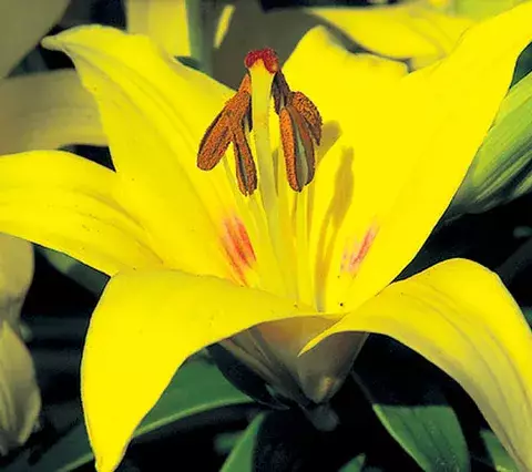   Lirios,  las flores   perfectas y delicadas 