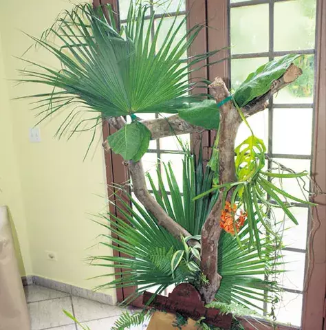 Orquídeas: bellas y exóticas  especies que abundan en Panamá 