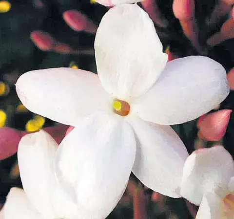El jazmín, una bella flor de dulce e intenso aroma 