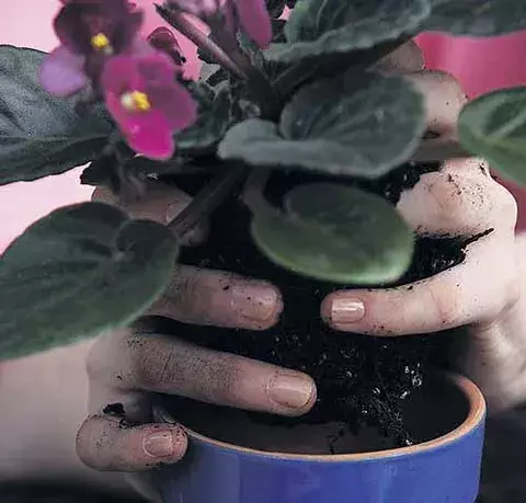 Violeta africana, la reina del jardín 