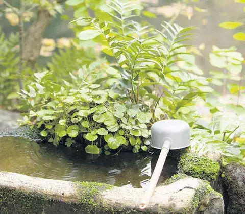 Plantas, tradiciones y algo más 