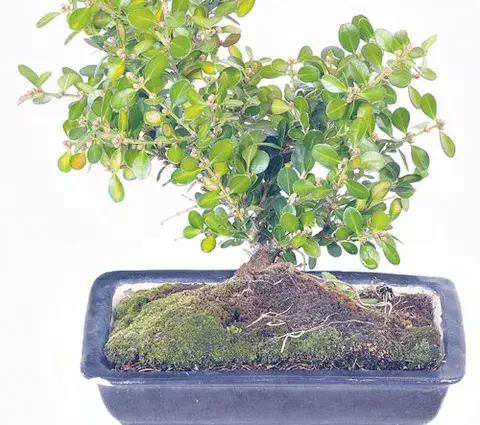 Bonsái, creación   diminuta  que reta a la naturaleza  
