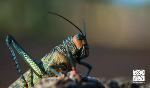 MiAmbiente usa el arte para concienciar