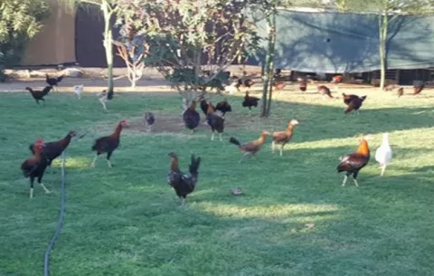 Por cuidar peleas de gallos, cada policía le cuesta a los organizadores cien dólares 