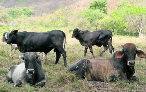 Ganaderos cuestionan al Ministerio de Desarrollo Agropecuario