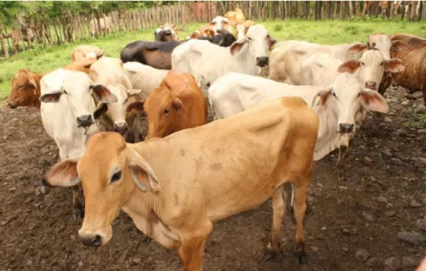 Ganaderos cuestionan nueva forma de compra de carne bovina