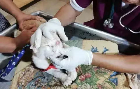 Denuncian la brutal golpiza propinada a un gato de un año en Bocas del Toro