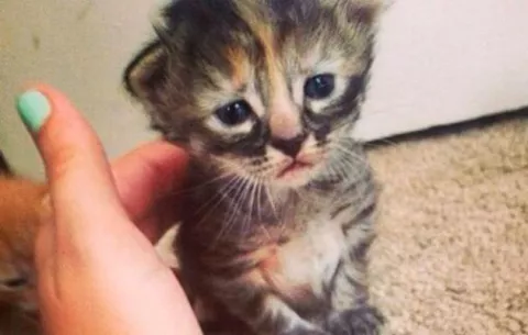 El pequeño gatito que ha conquistado miles de corazones 