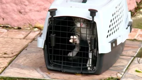 Mascotas podrían haber sido utilizadas para ritos satánicos dentro de una residencia en Betania