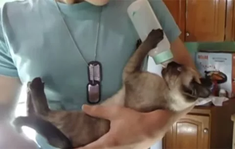 Gato se cree mono... y bebé humano