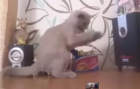 VIDEO viral de gatito tratando de agarrar las ondas sonoras de bocinas