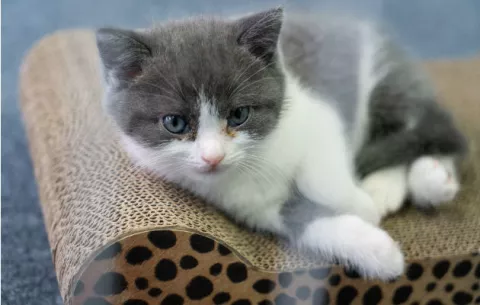 Gatos clonados: parecidos; no idénticos