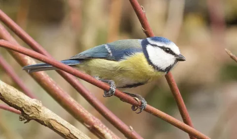 Conteo de aves