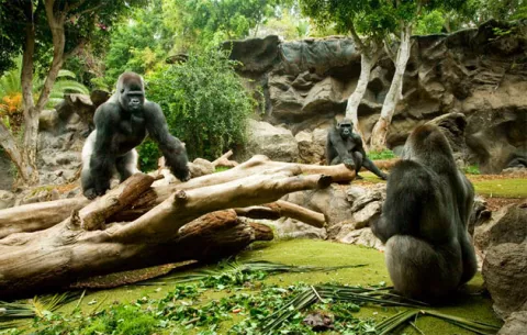 Empleado de zoo se hace pasar por gorila y lo sedan sin querer