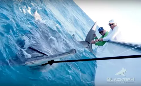 Capturan enorme tiburón martillo y establecen un nuevo del mundo