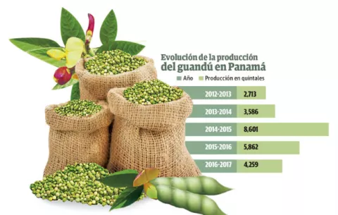Producción de guandú en el país disminuye un 50 por ciento