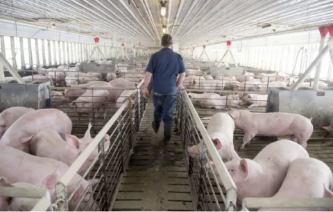 Guerra comercial impacta sector agrícola de los Estados Unidos