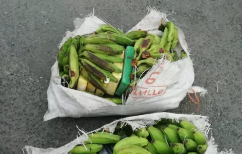 Descubren guineos con droga en un bus de la ruta Agua-Fría-Chepo