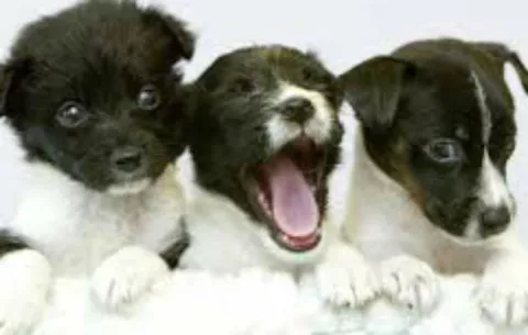En Nueva York, cárcel para veterinario por implantar cocaína líquida en cachorros 
