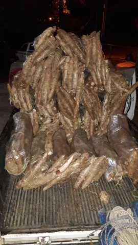 Sorprenden a cinco sujetos hurtando 80 quintales de yuca en Herrera