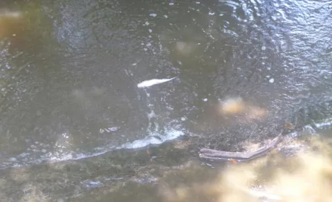 Investigan mortandad de peces en una quebrada en el distrito de Ocú