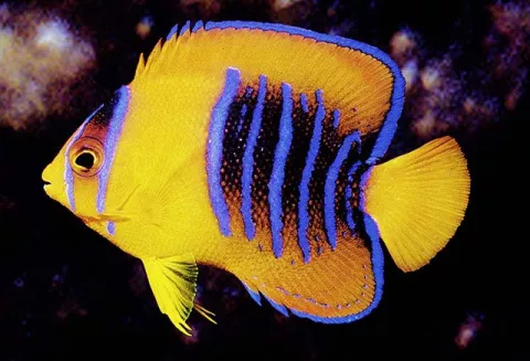  Un Facebook para peces: La inteligencia Artificial distingue a los guppies de los meros