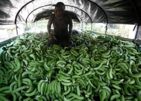 Colombia declara emergencia nacional por presencia de hongo en zona bananera