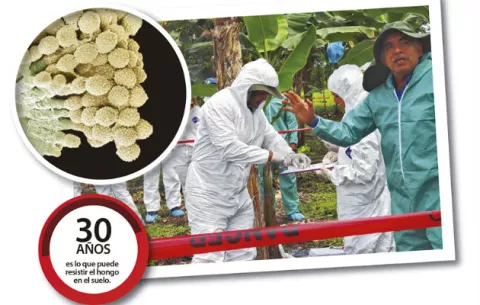 Hongo Fusarium oxysporum afectaría empleos, alimentación y la economía panameña