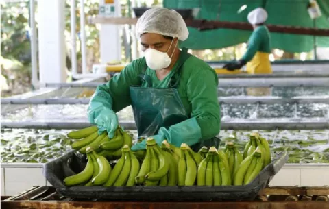 Panamá y 13 países de Latinoamérica cierran filas contra el fusarium "R4T" que daña cultivos de banano