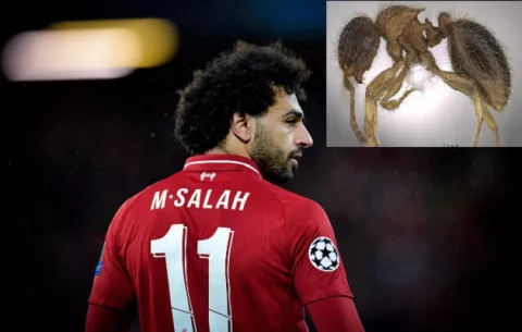 Bautizan hormiga en homenaje a Mo Salah