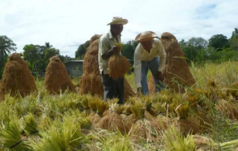 IMA pagará $7.7 millones a productores de arroz y proveedores