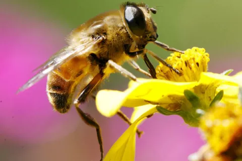 Abejas son utilizadas para curar enfermedades terminales en China