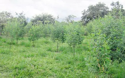 Otorgarán ayuda económica a productores de guandú en Chiriquí 