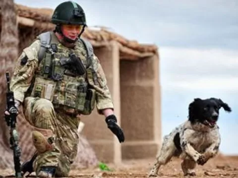 Un perro recibe medalla póstuma como héroe de guerra