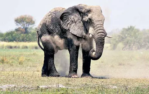 Requisan colmillos de elefante por valor de $1.5 millones 
