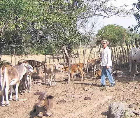Impulsan proyecto ley de reforestación en Chitré 